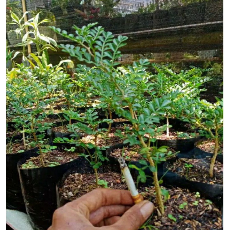 Bibit Kawista Batu Murah