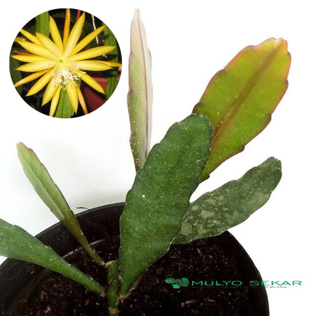 Wijaya Kusuma Kuning Fruhlings Gold Epiphyllum Bibit Tanaman Bunga