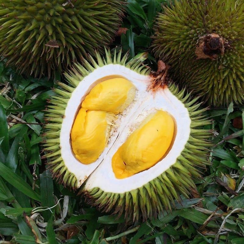 bibit durian D24 superunggul