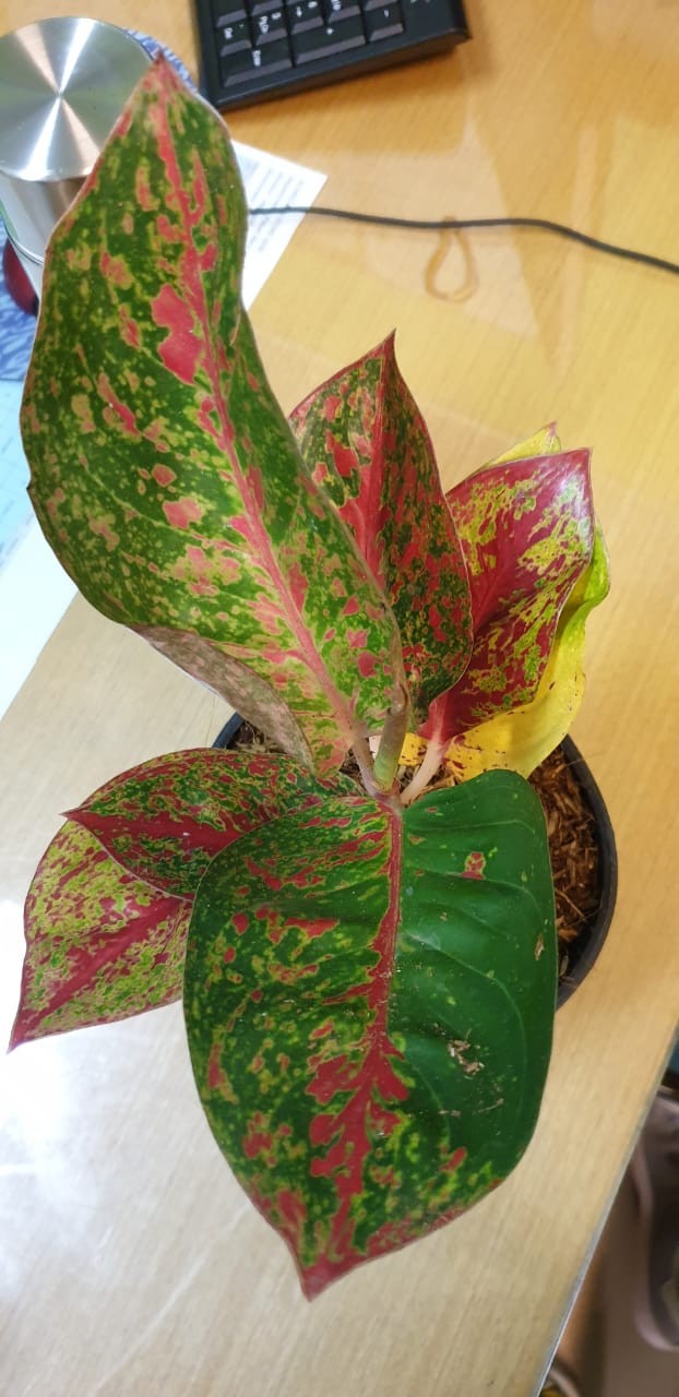 Promo Aglonema Red Stardust Murah  (red Stardust)