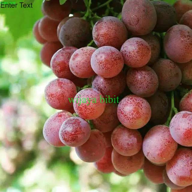 BIBIT ANGGUR IMPORT MERAH