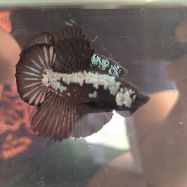 Ikan cupang black samurai