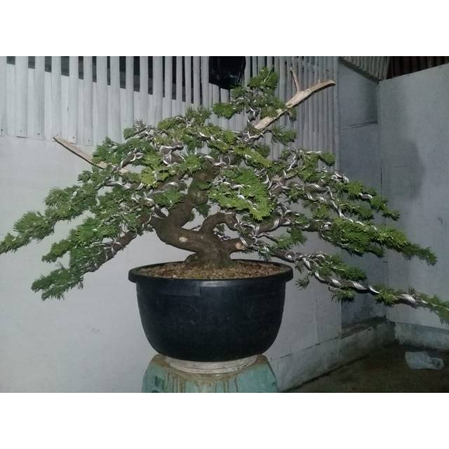 Bonsai juniperus cinensis kekar