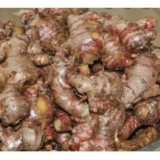 

Jahe Merah Fresh Super Basah Utuh 500 g Jahe Segar Premium