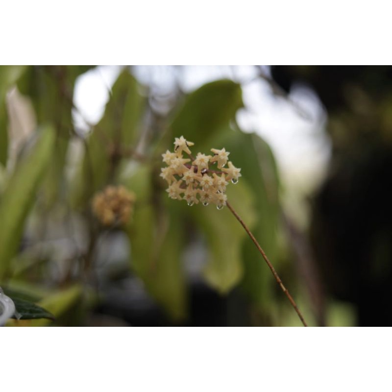 Hoya sp Sulawesi (H.aff tomataensis)