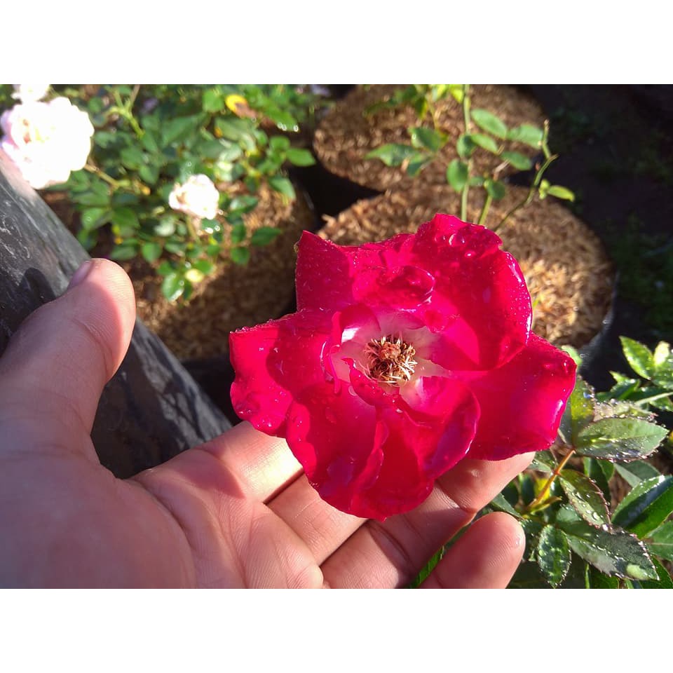 Mawar Rambat Merah Putih