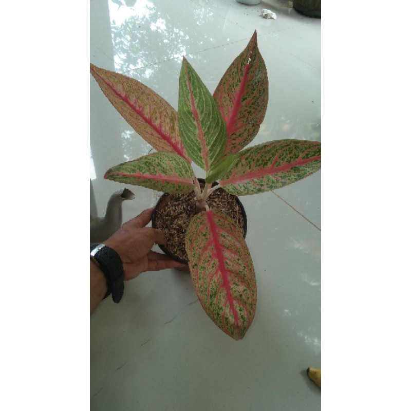 Aglonema Legacy Orange Indukan