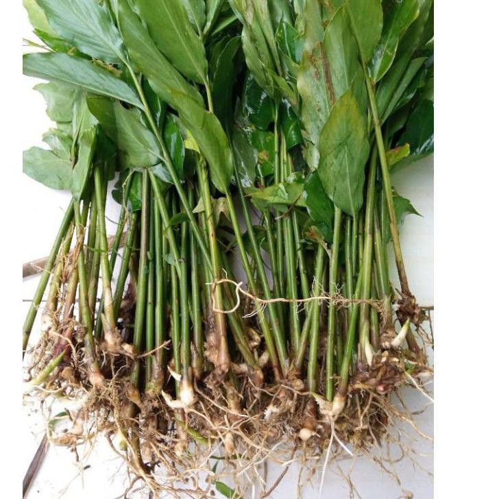 Belanja Hore- Bibit Kapulaga Hibrida Melimpah Benih Kapulaga Cadarmon Bibit Kapulaga Murah 1Kg❈