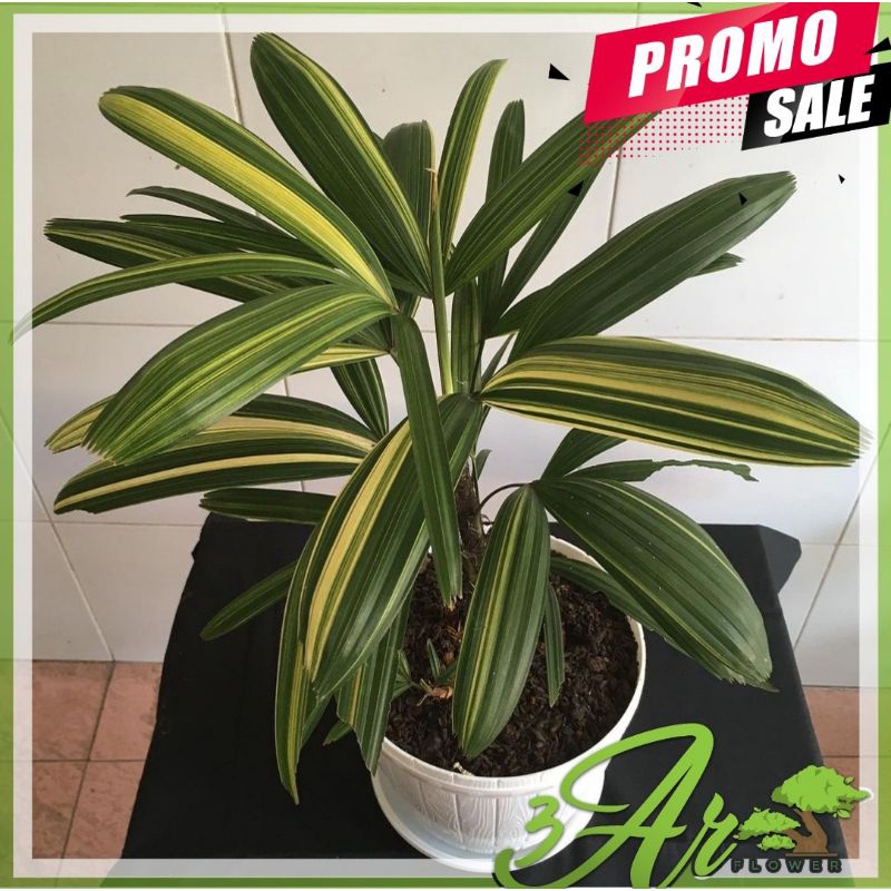 (BISA COD)TANAMAN HIAS PALEM REGU VARIEGATA/PALM VARIEGATA