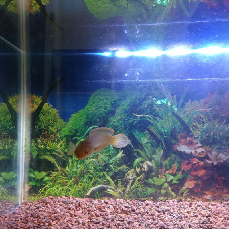 Channa Limbata rim double (hijau dan putih)