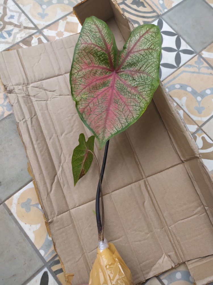 Keladi Urat Merah / Keladi Fanny Munson/ Keladi Brandy Wine