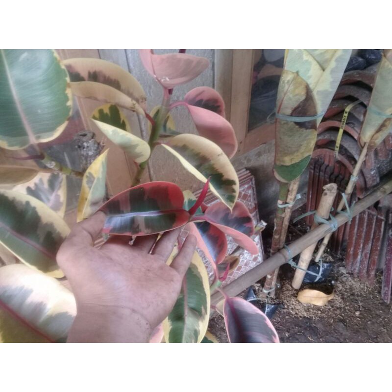 Promo Tanaman hias karet kebo Ruby-karet kebo ruby