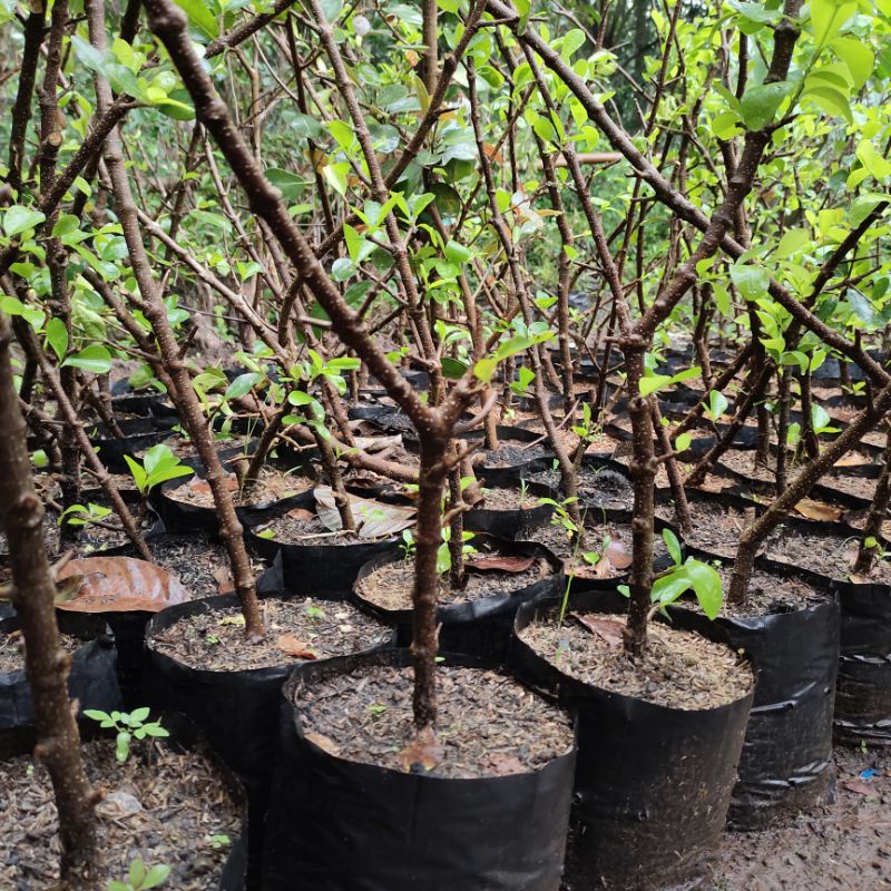 bibit tanaman bonsai sianci kecut