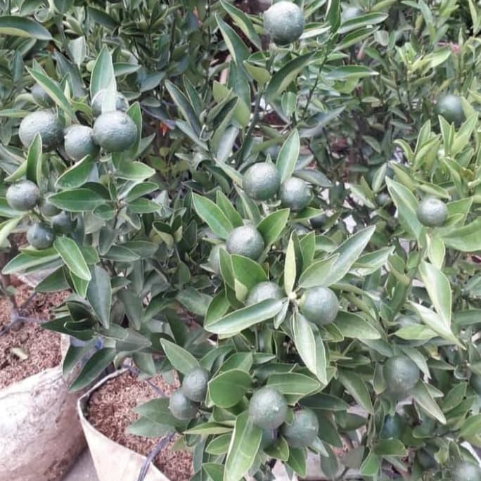 Tanaman Buah Jeruk Santang Madu Hijau Besar Sudah Ada Buahnya