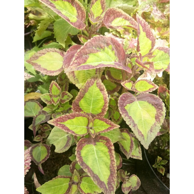 Miana Premium Coleus Bolu Pandan/ Jawer Kotok 24
