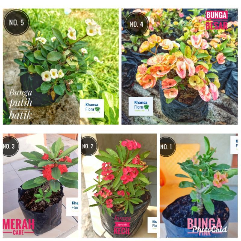 PROMO 2.2!! 5 PAKET TANAMAN HIAS EUPHORBIA (BONUS 1)