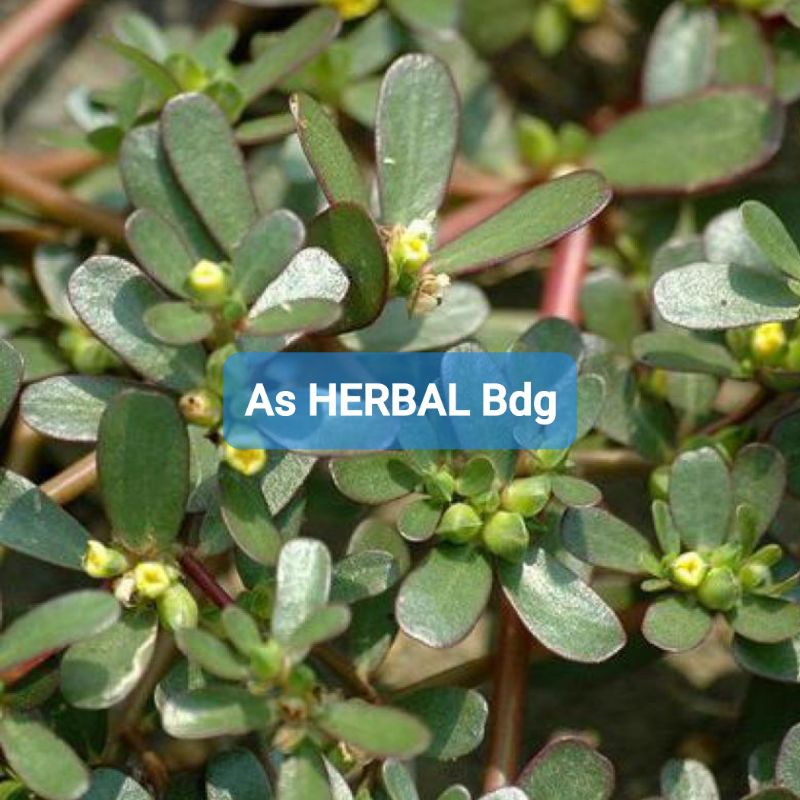 

Tanaman Daun Krokot Segar per 250 gram-az