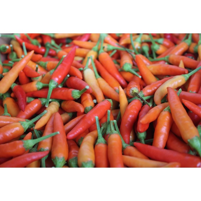 

Cabe Cabai Merah Rawit 250 gram