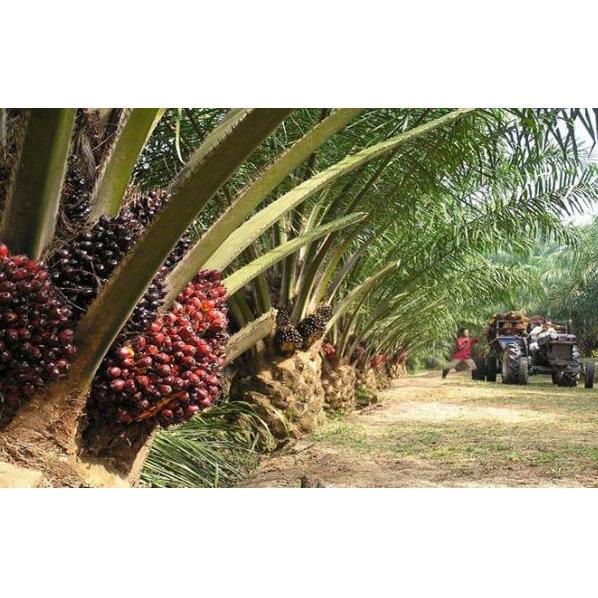 az❋Best Seller✦☍ ❤️ Albani ❤️ Pupuk Borate Cap Tawon - Pupuk Perkembangan Tanaman - Pencegah Kerdil 