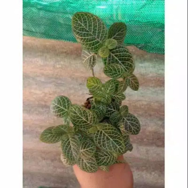 Tanaman gantung TERMURAHH- Tanaman gantung episia mutiara- Episia putrisalju l