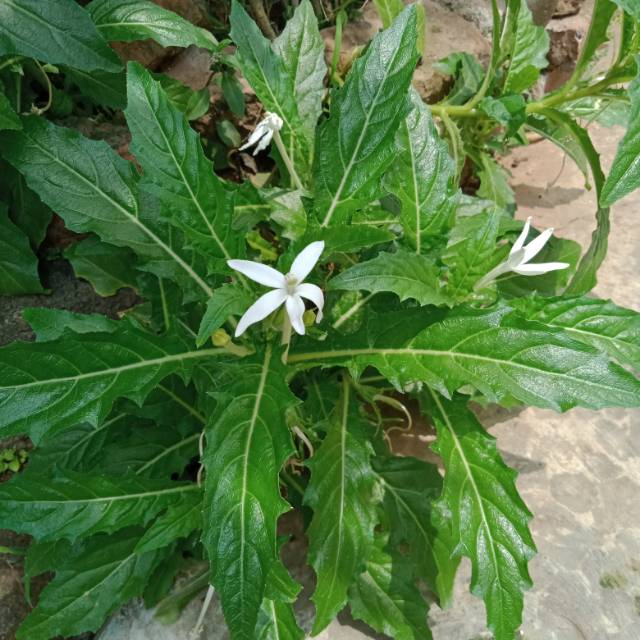 

Daun dan bunga kitolod segar