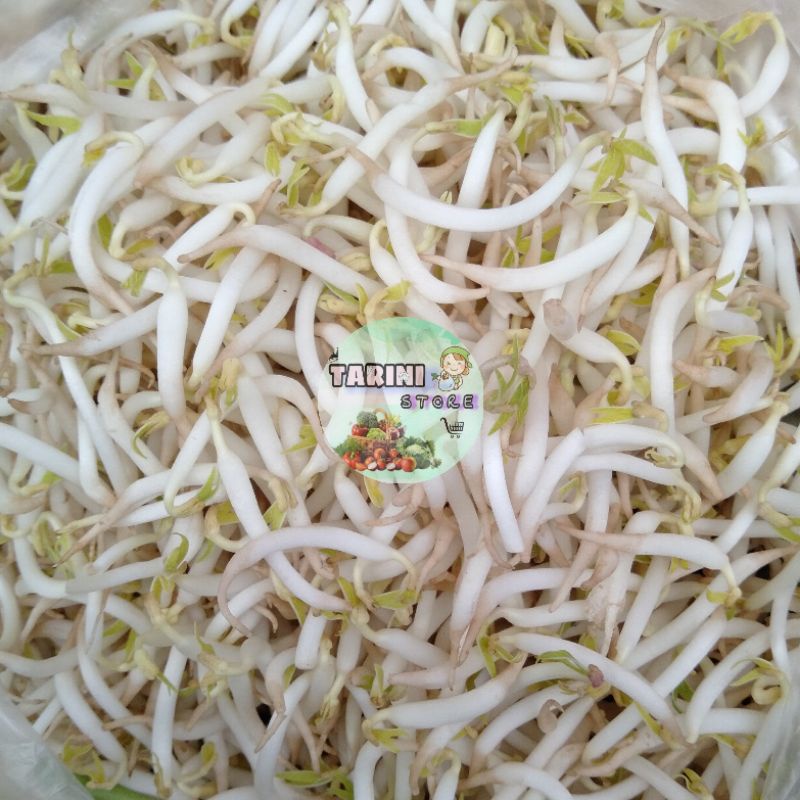 

Sayur Tauge / Toge / Tauge Pendek / Tauge Kedelai / Kecambah Segar 250 GR