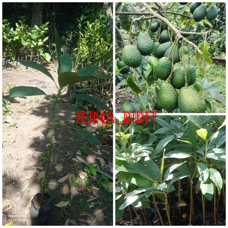 bibit buah alpukat hass OKULASI
