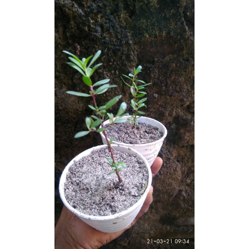 BIBIT SANTIGI BAHAN BONSAI HASIL SISTEM SEMAI BIJI BENIH