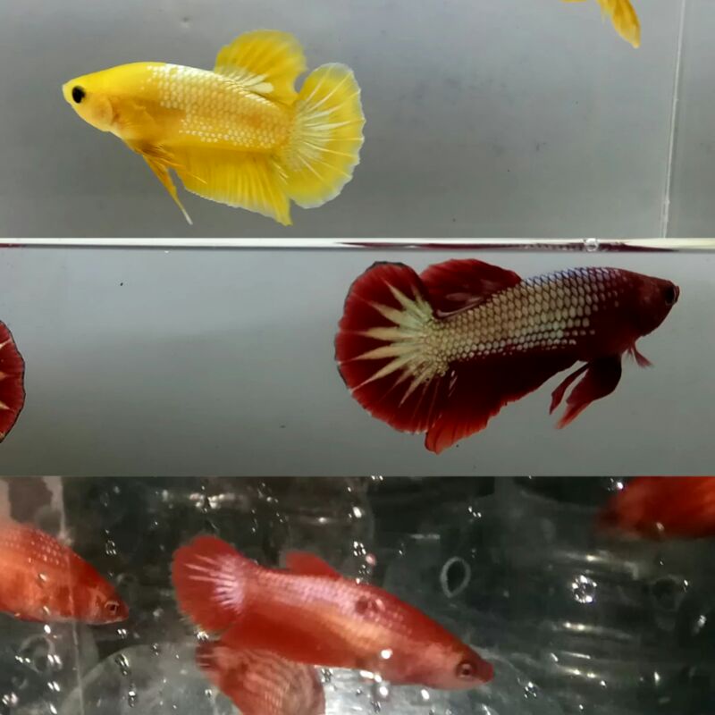 1 pair fccp red head & 1 male yellow fccp