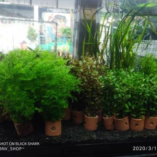 hiasan tanaman aquascape aquarium harga per 10pot | shopee