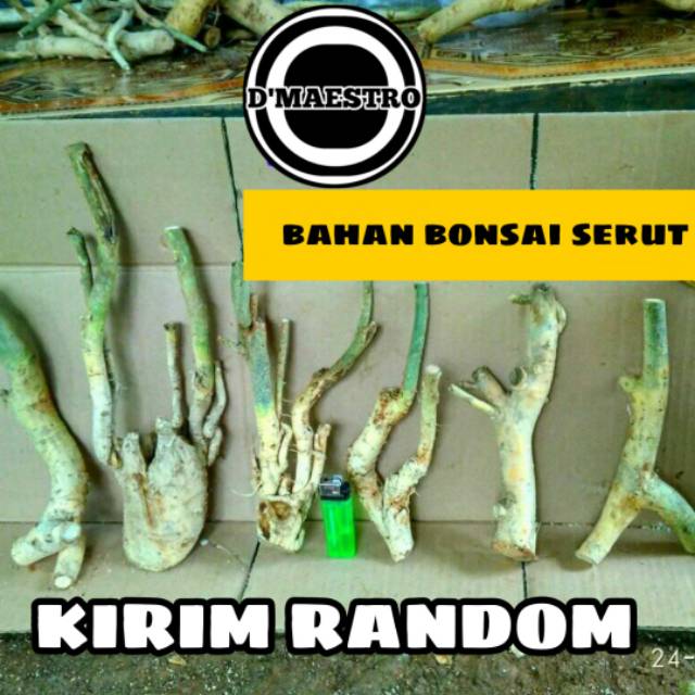 Bahan bonsai serut / bakalan serut