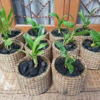 Pot Anggrek Sabut Kelapa Pot Tanaman Hias Shopee Indonesia Pot Anggrek Sabut Kelapa Pot Tanaman Hias Shopee Indonesia