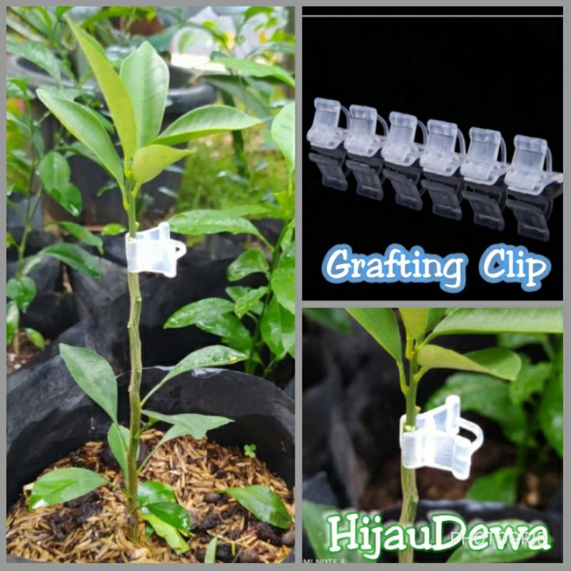 Tamagoci Grafting Clip  klip grafting okulasi  clip sambung pucuk dahan  dan tanaman