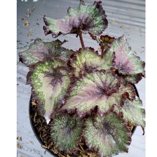 Tanaman hias begonia keong merah