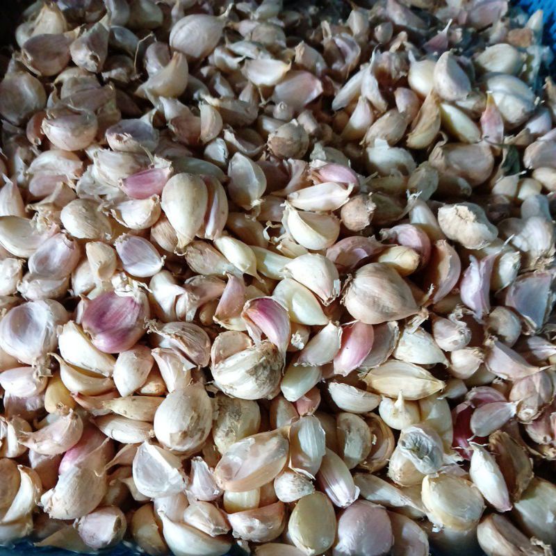 

Bawang Putih Kuta asli