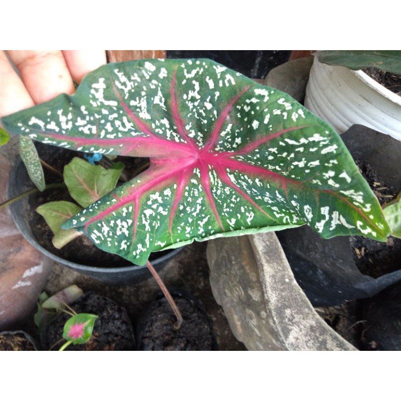 tanaman hias keladi bonggolnya