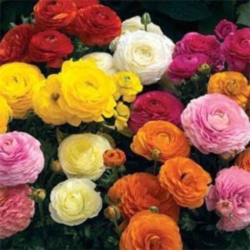 Amefurashi 1 benih/seeds Ranunculus Asiaticus Mache Mix Persian Buttercup Flower