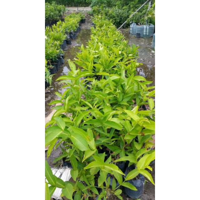 Bibit jambu blak diamond super manis