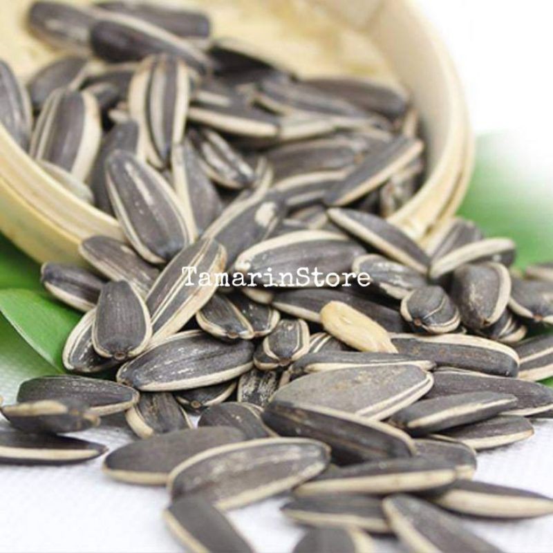 Biji / Benih / Bibit - Bunga matahari Sun Flower