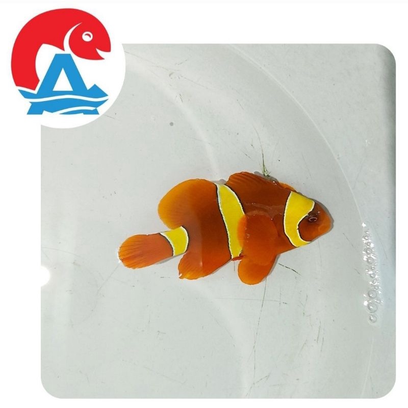 Ikan Hias Laut Balong Padang