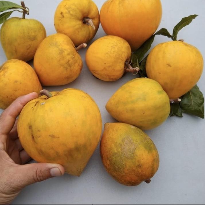 

9.9 FLASH SALE sawo mentega alkesa 1kg 