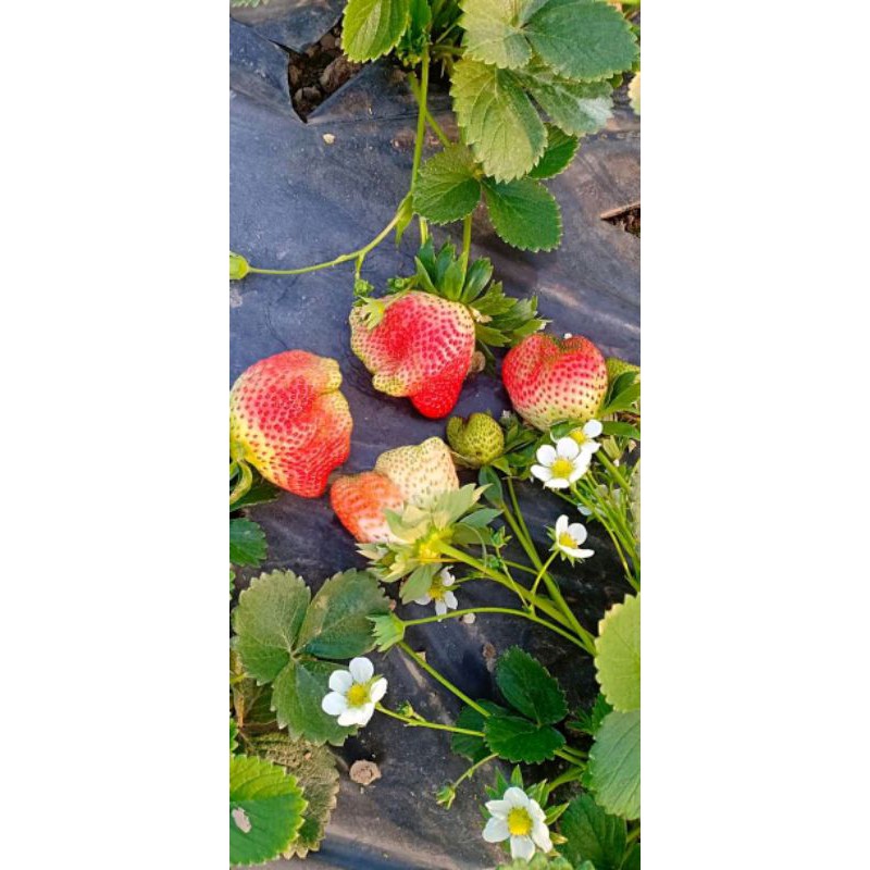 BIBIT STRAWBERRY GIANT AUSTRALIA