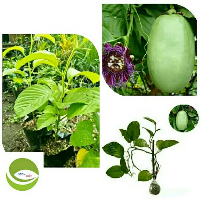Bibit Tanaman Buah Markisa Jumbo/Pohon Buah Markisa Jumbo/Buah Markisa Jumbo Rambat