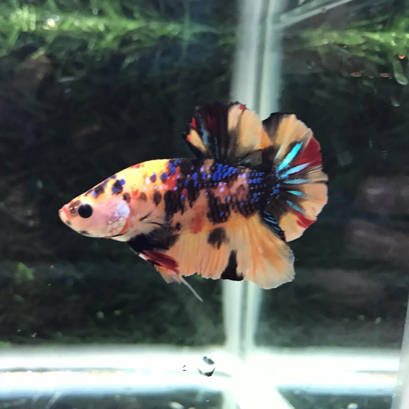 

Cupang Koi Nemo