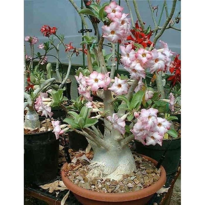 Benih  Biji Seeds Adenium Arabicum 10 Biji