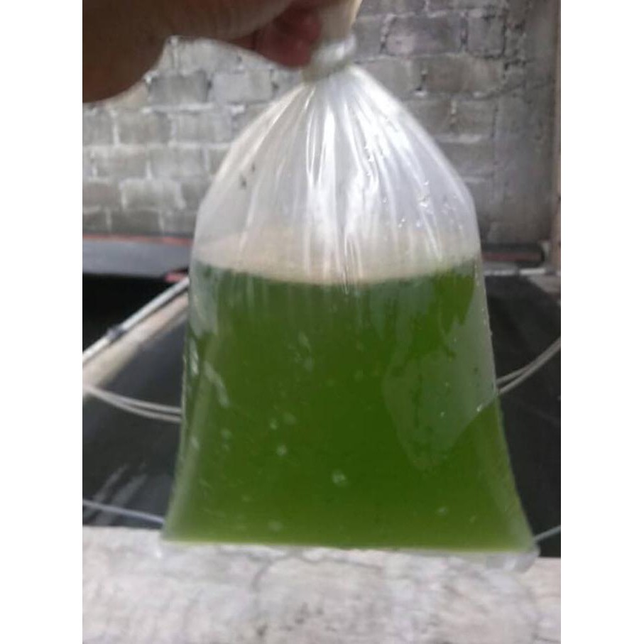 

Green Water Pakan Daphnia Magna