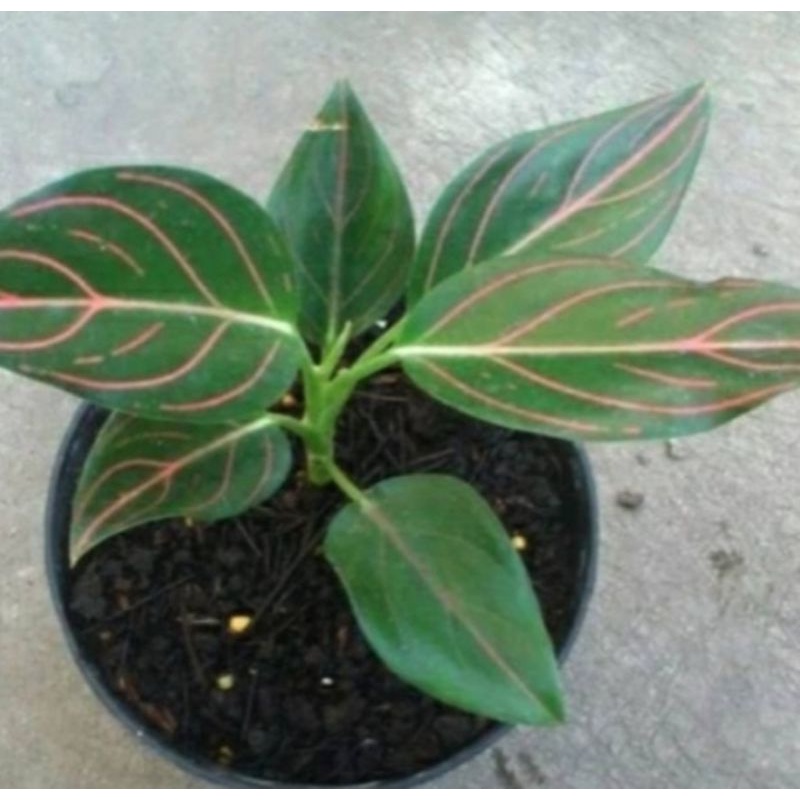 Aglonema rotundum hijau