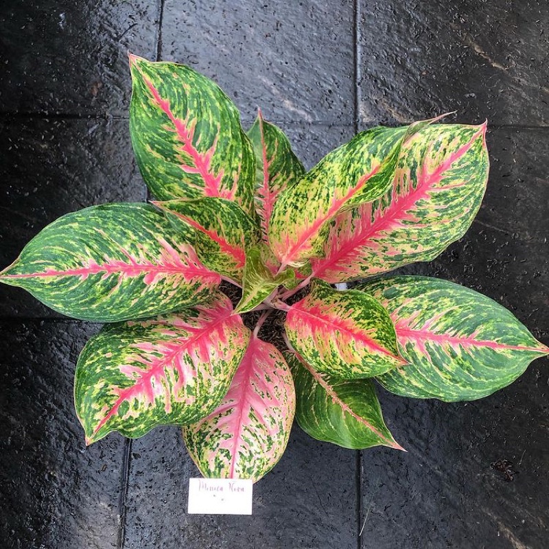 Tanaman Hias Aglonema Rindu - Aglonema Hidup - Bunga aglonema - tanaman hias hidup - bunga hias - bu