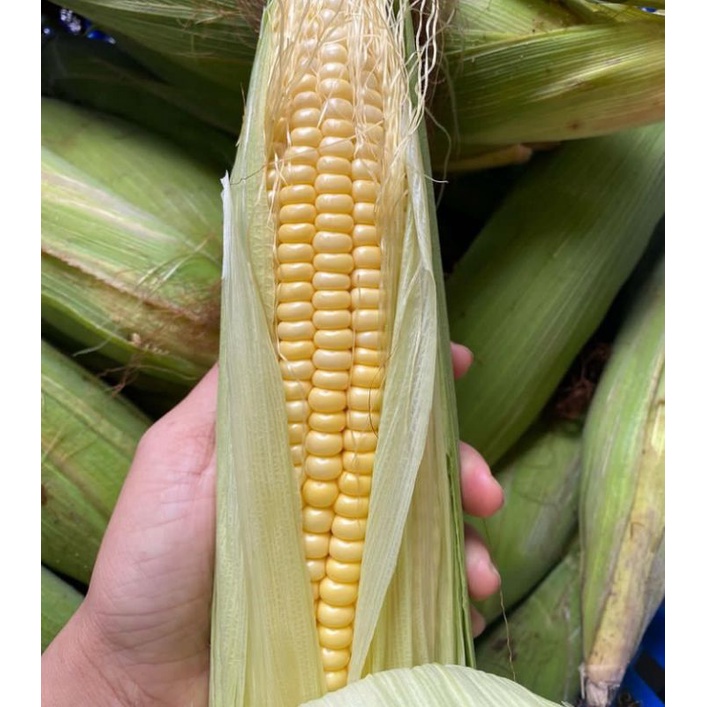 

JAGUNG MANIS FRESH 1 BUAH