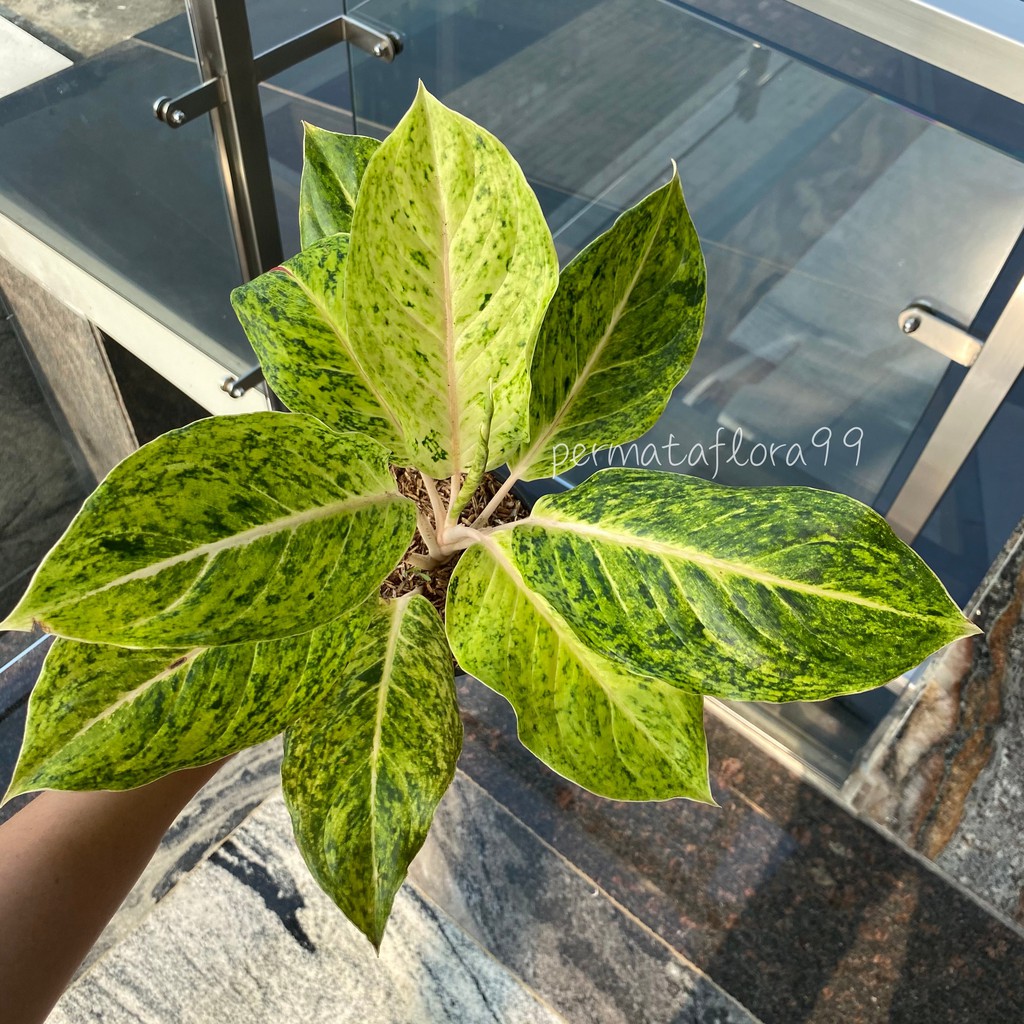 Aglonema Striptis White / Golden Laksub / Laksub Putih / Striptis Putih DEWASA